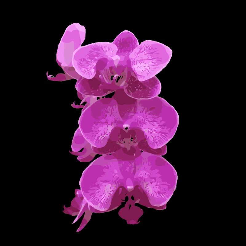 rose orchidée fleurs