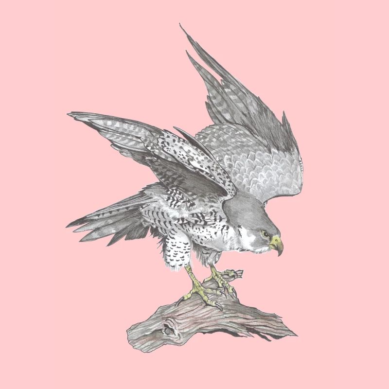 Peregrine falcon