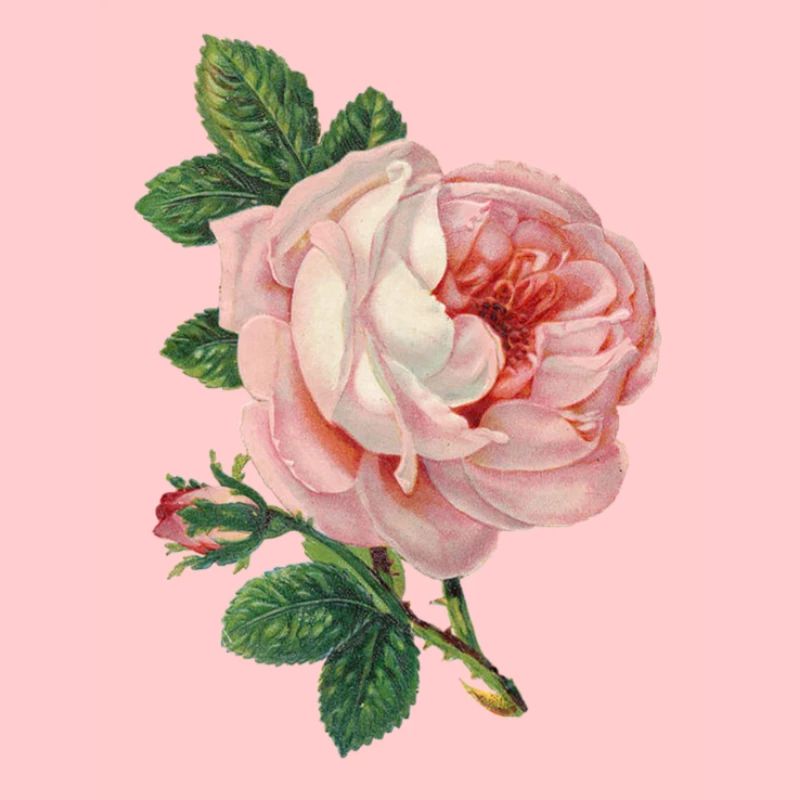 Rosa Rose! Geschenk Idee