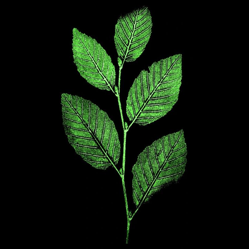 Nature / Forêt / Branche - Hêtre