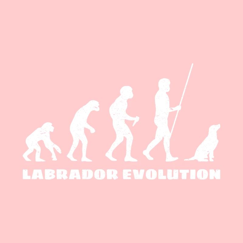 Évolution du Labrador