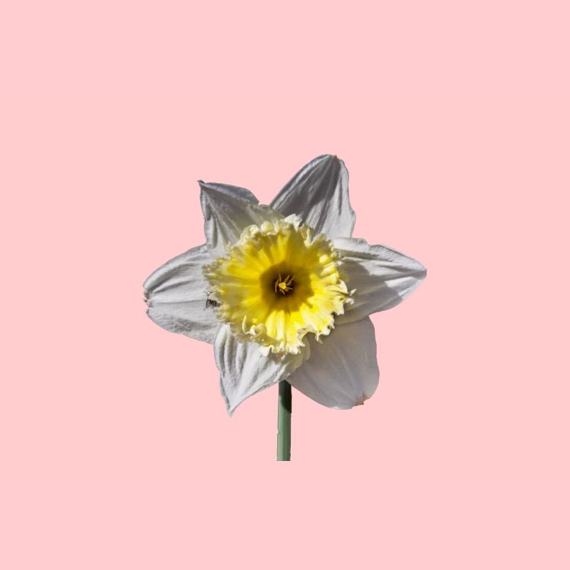 Daffodil