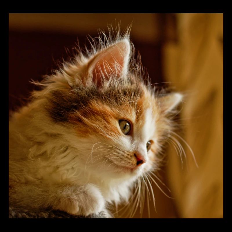 chat masque de chat masque de chat masque de chat