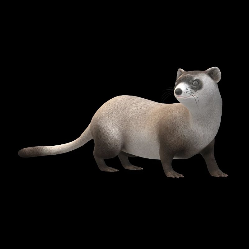 3D weasel