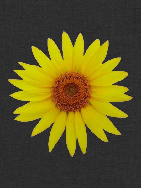 Sonnenblume