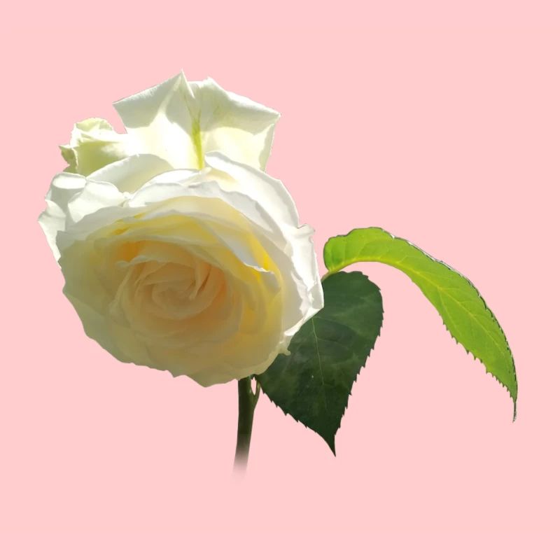 WHITE ROSE