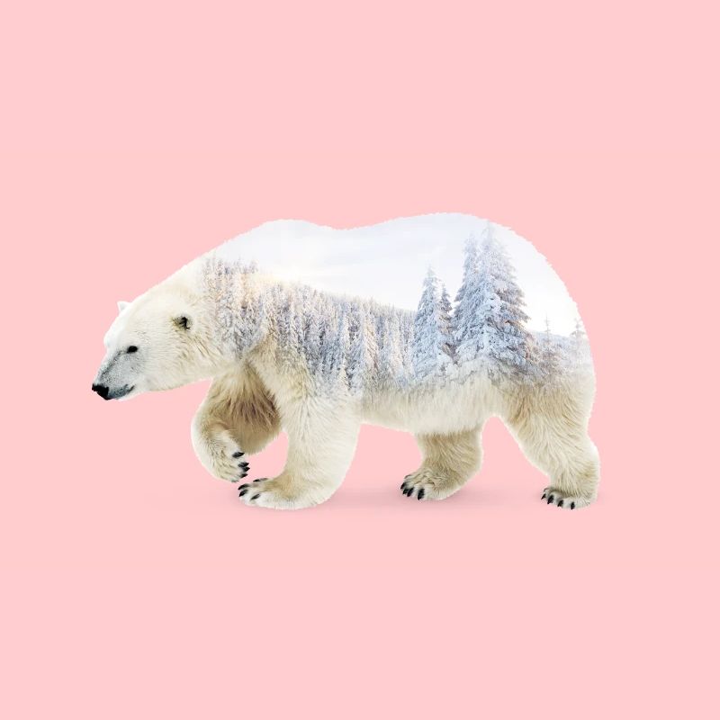 Eisbär
