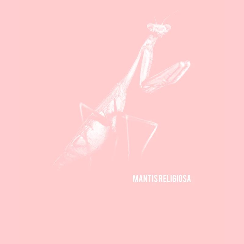 mante