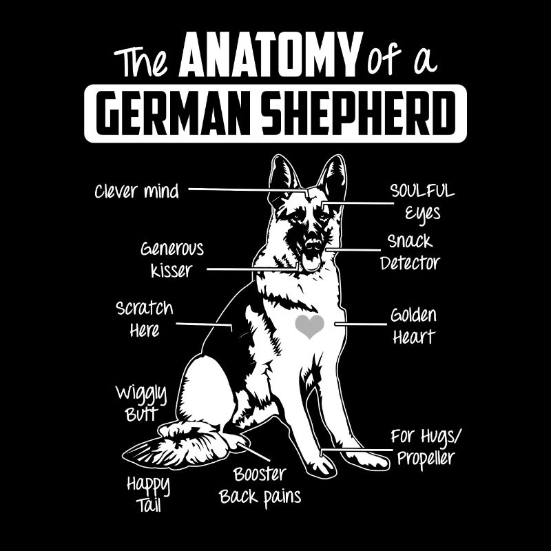 Anatomy German Shepherd Dog