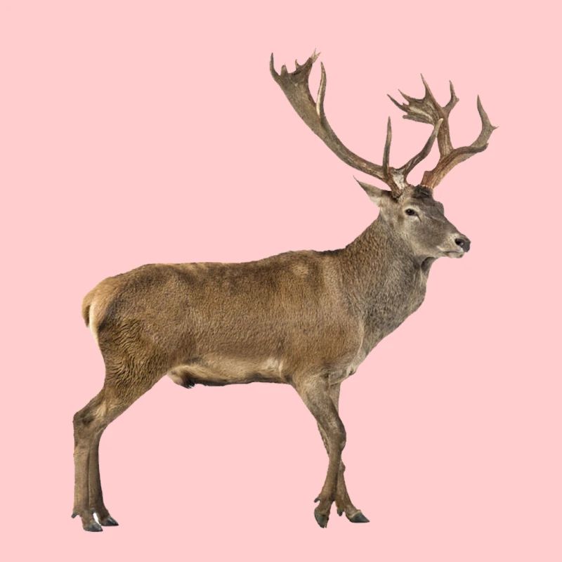 red deer