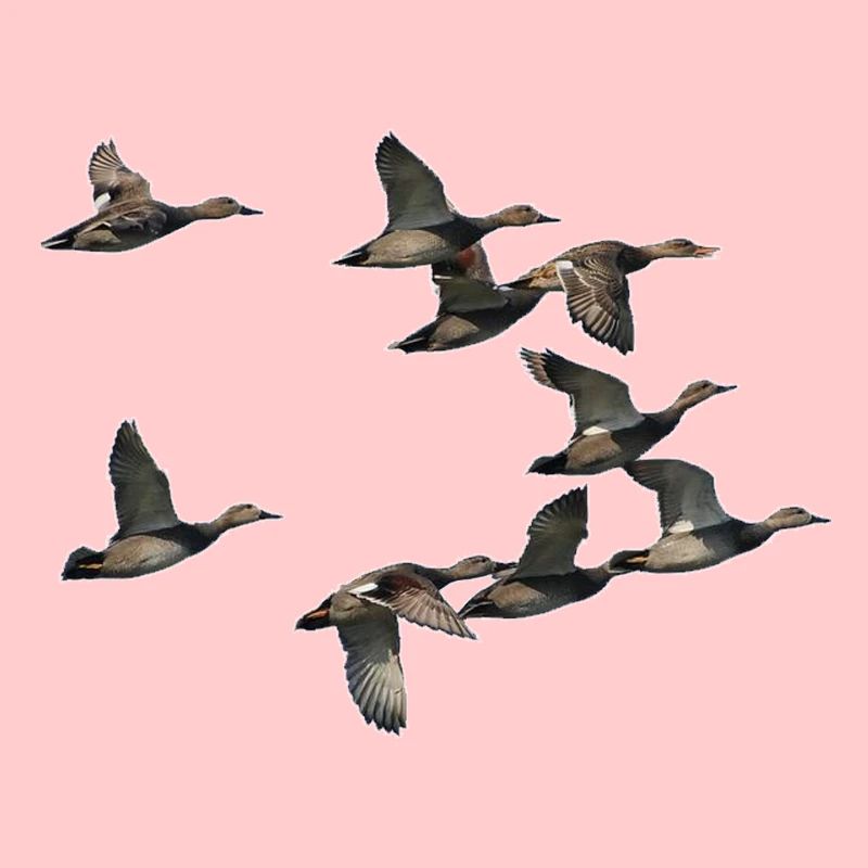 bande de canard en vole