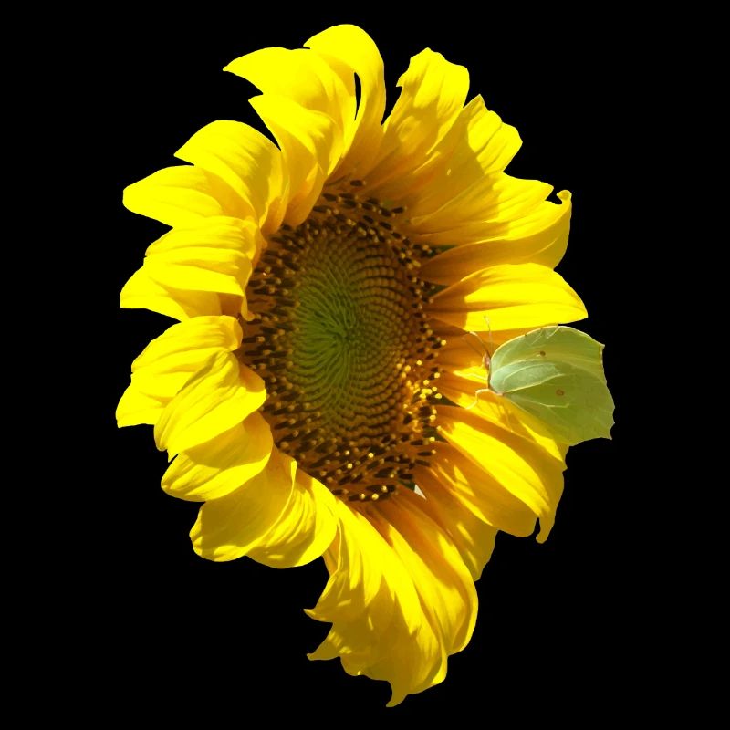 Tournesol avec papillon