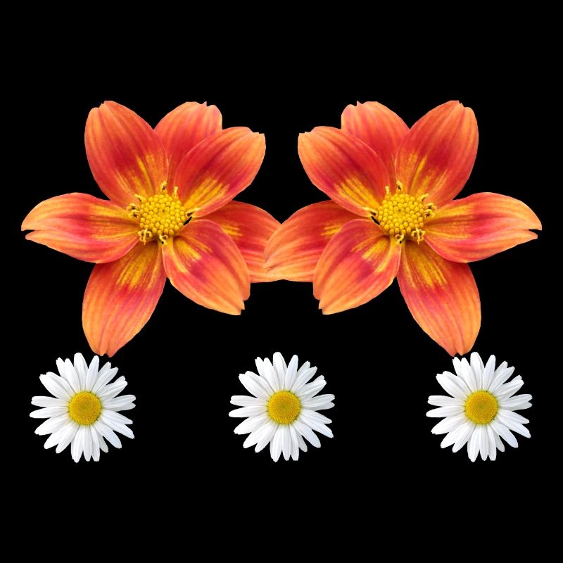 orange Blume mit Margeriten Blüte Gänseblümchen