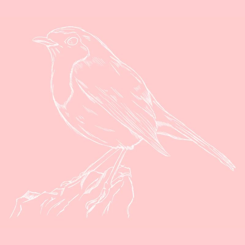 Das Rotkehlchen Singvogel Naturschutz