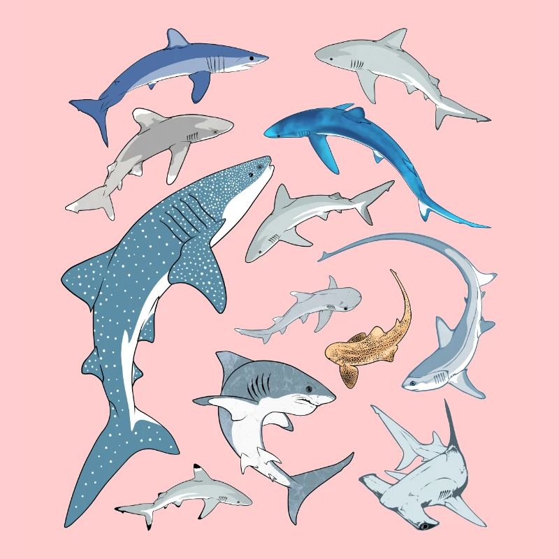 Requin bleu, requin-baleine, requin-marteau, requin requin, espèce de requin
