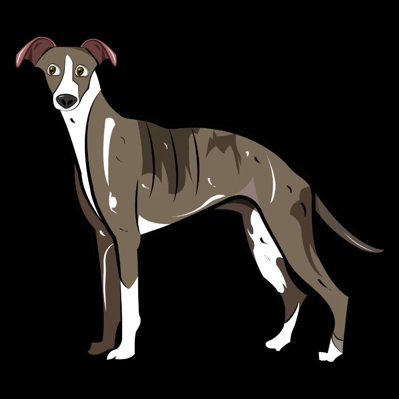 Whippet Dog