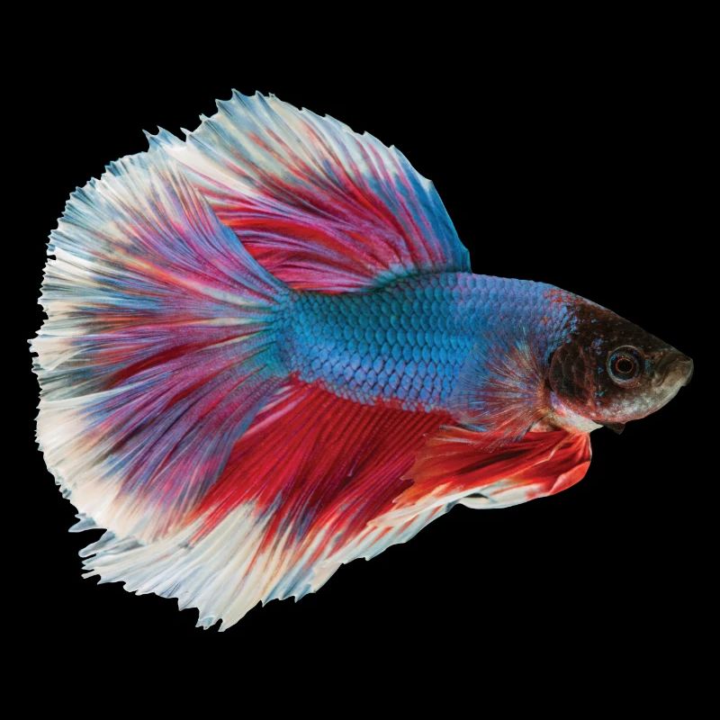 Fighting fish aquarium face mask