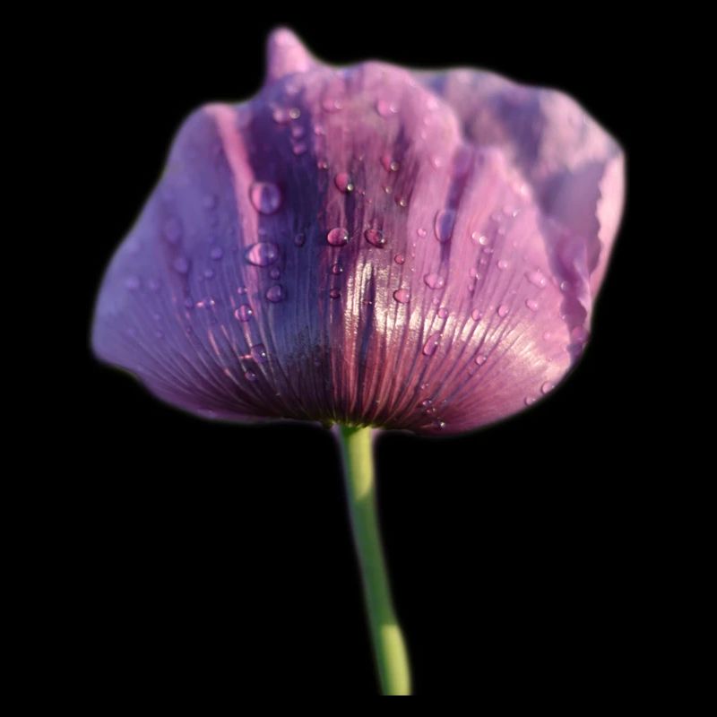 Mohnblume mit Regentropfen