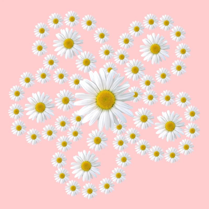Margeriten Gänseblümchen Blume Blüte blumig floral