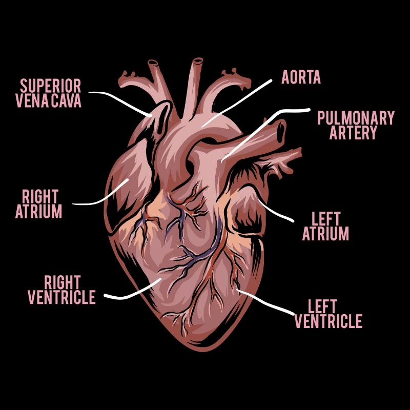 Herz Anatomie - Anatomie eines Herzens