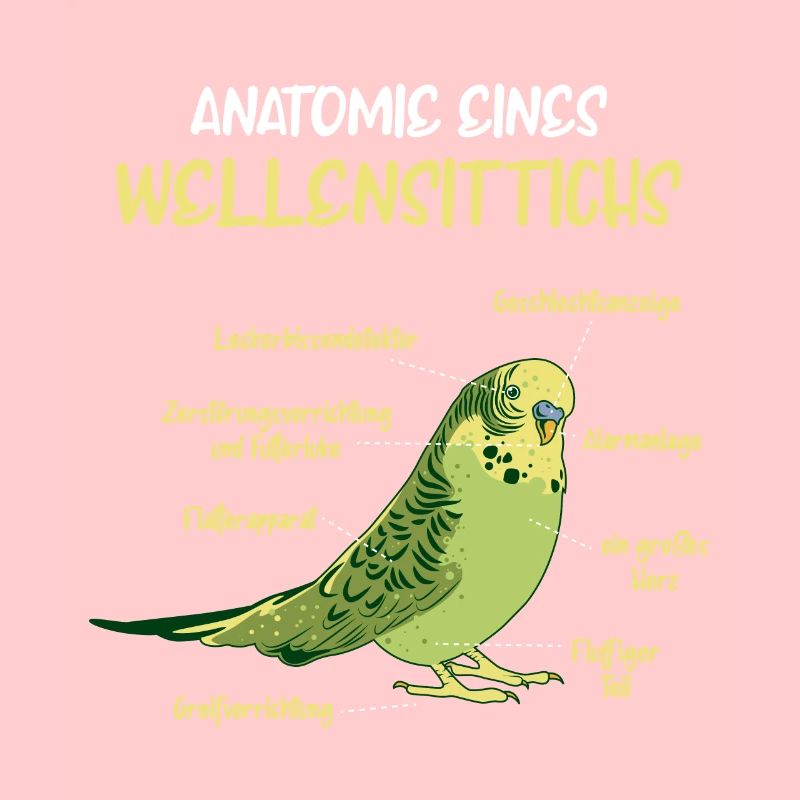 Anatomie d’une perruche à perruche