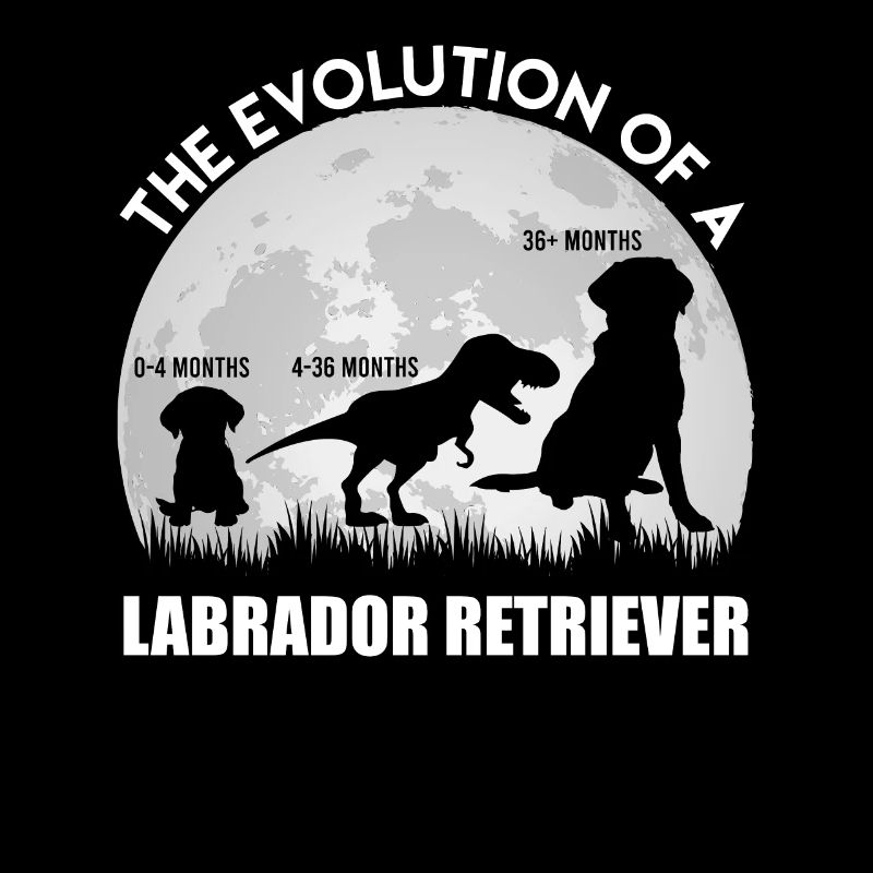 Labrador Fan THE EVOLUTION OF A LABRADOR Dino