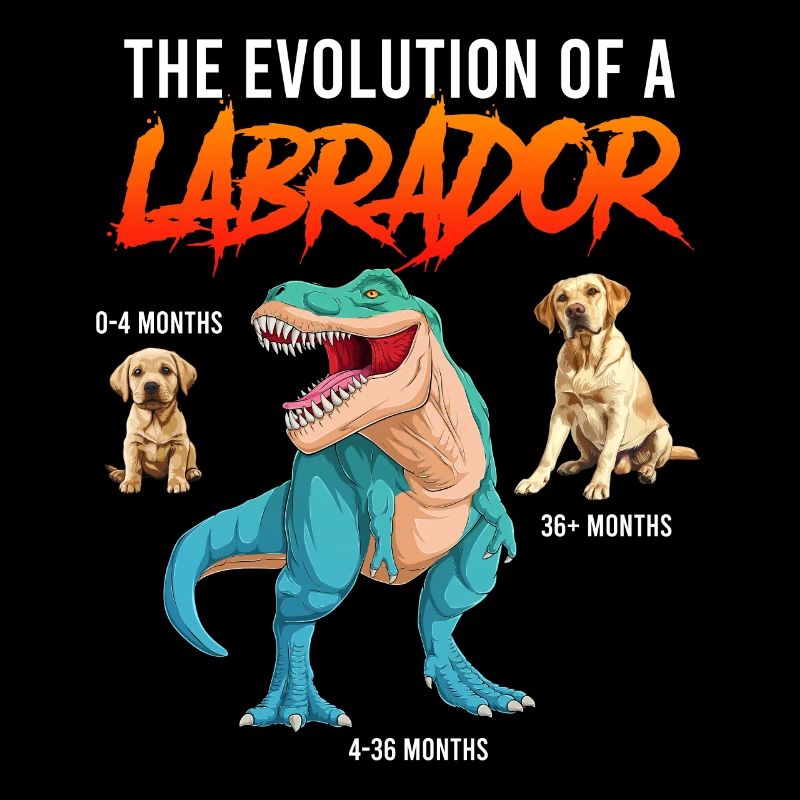 Labrador Fan L’ÉVOLUTION D’UN LABRADOR Dino