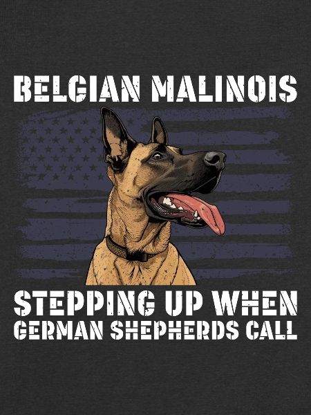 BELGISK MALINOIS STÅR OPP NÅR SEGEREN RINGER