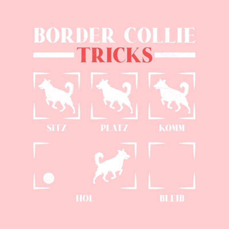 TOURS DE BORDER COLLIE Sture Chiens Border Collie