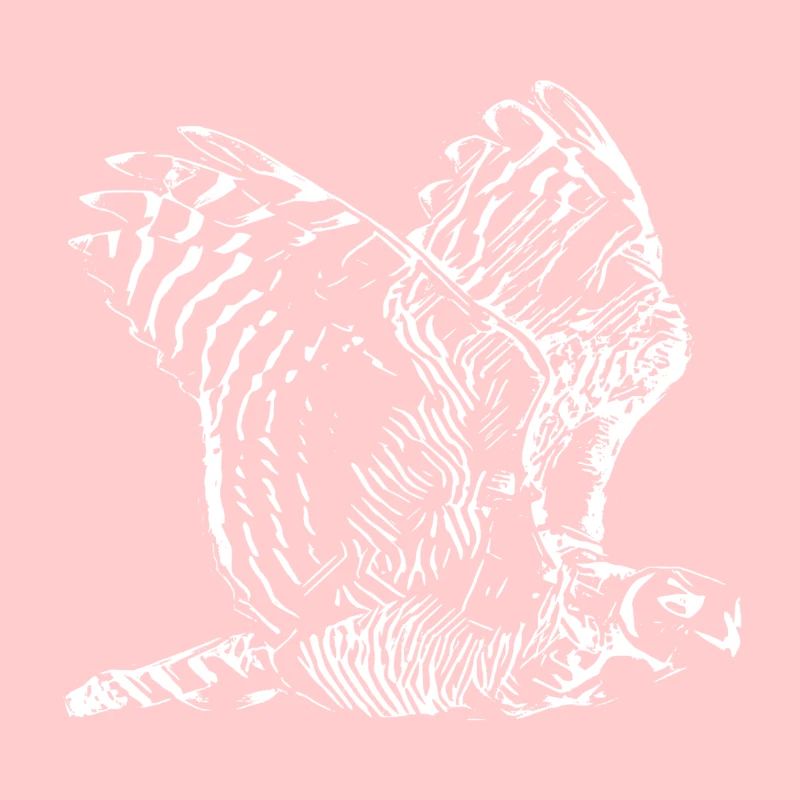 Owls