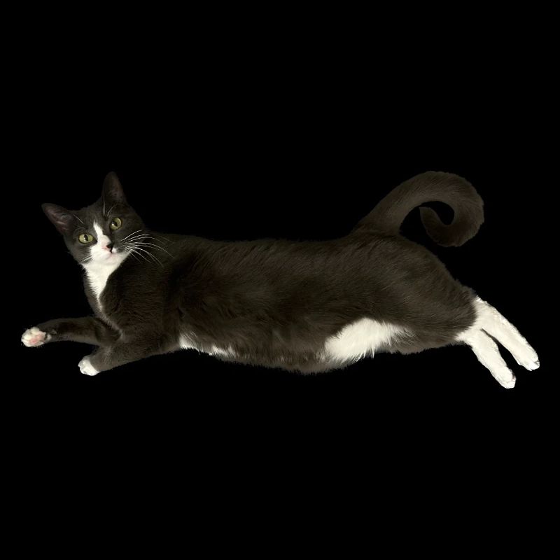 Chat gris blanc