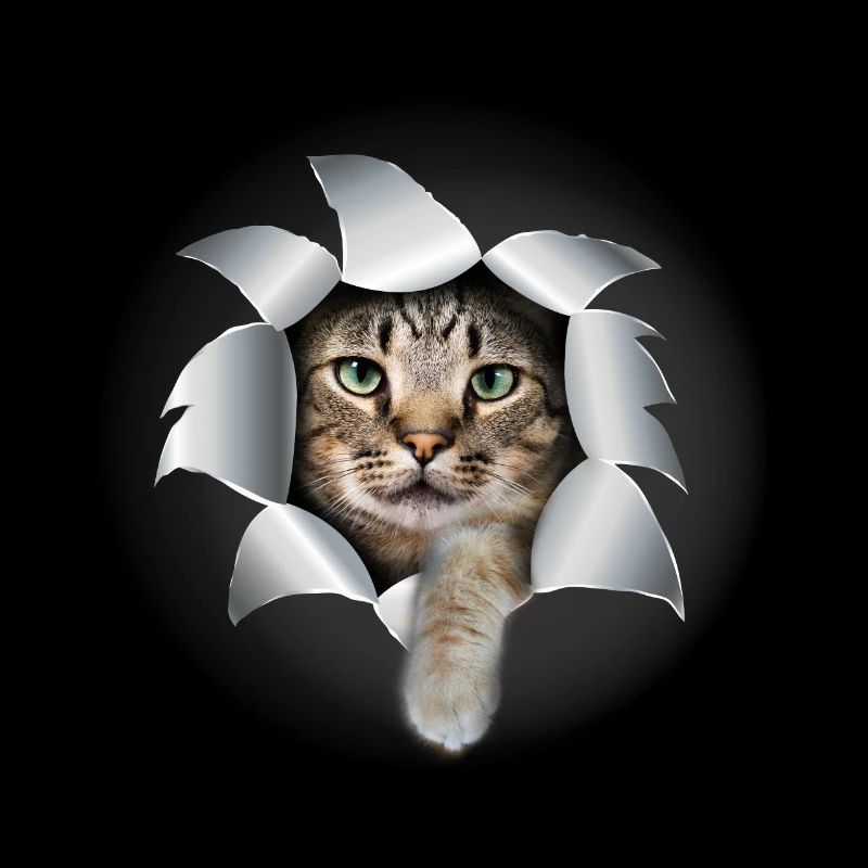 Mignon chatte patte déchirée mignon chat