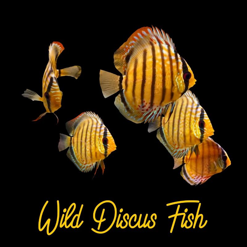 WILDE DISKUSFISCHE - Natürliche wilde Diskusfische Bilder