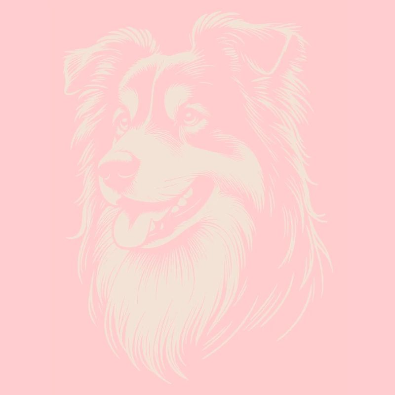 Australian Shepherd Features