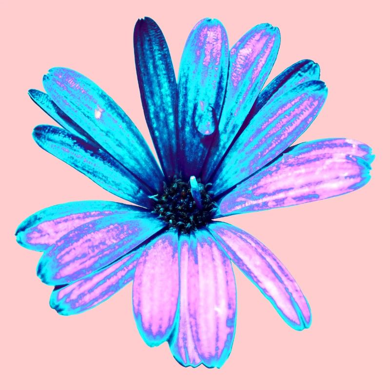Türkis und rosa Blume