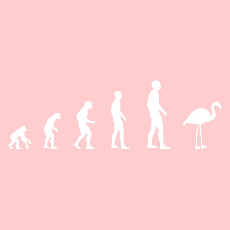 Flamingo - Evolution