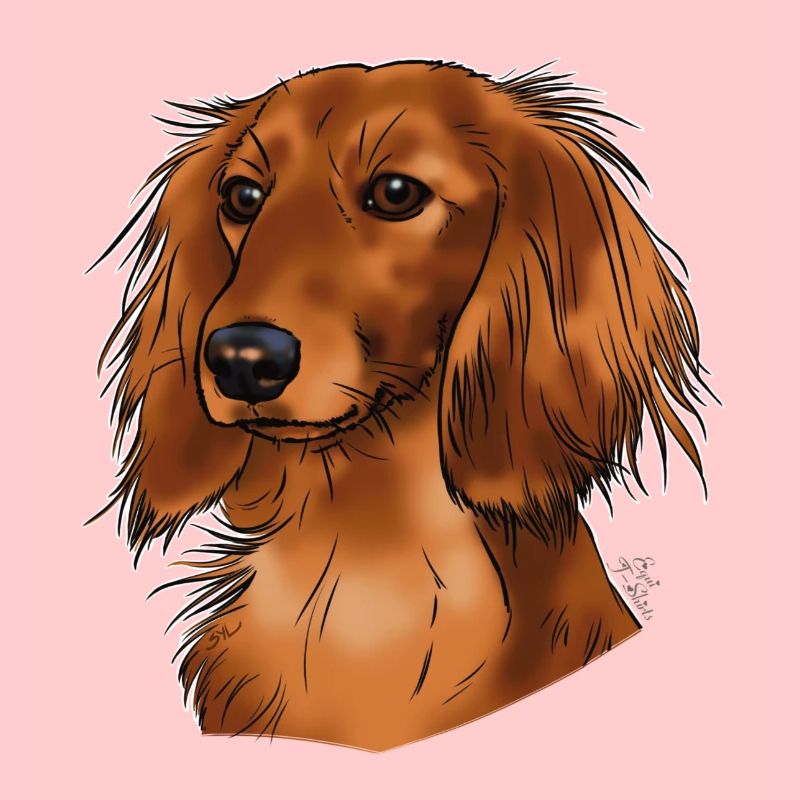 long haired dachshund (without text) dark textiles