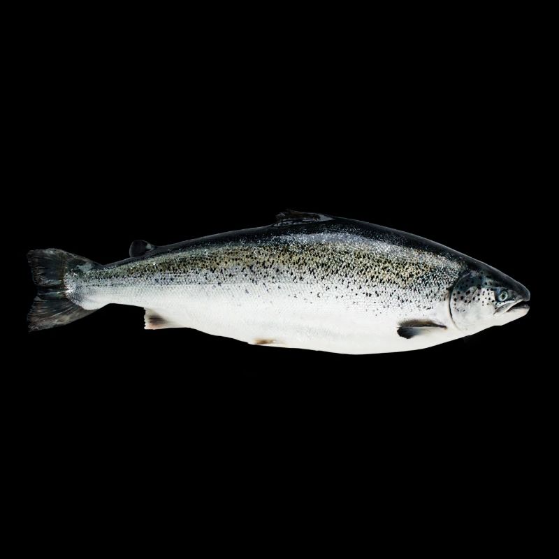 salmon