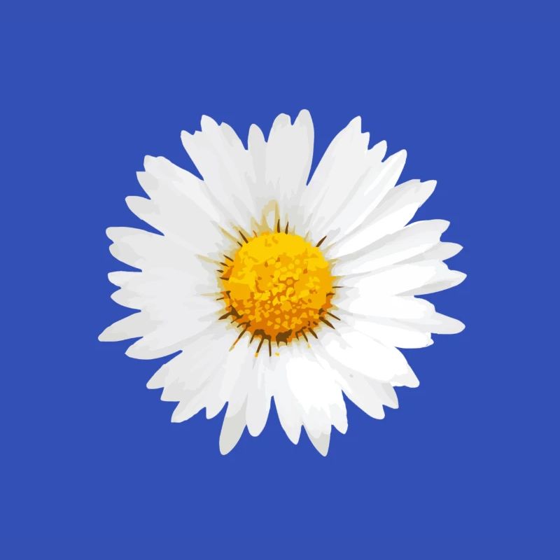 Gänseblümchen