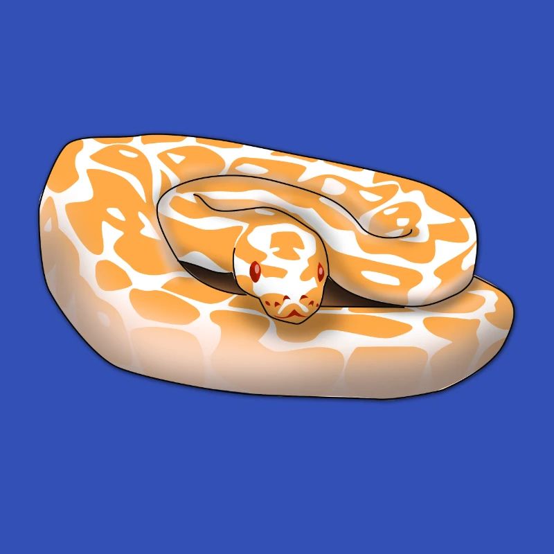 Lavender Albino Königspython (Python regius) Schla