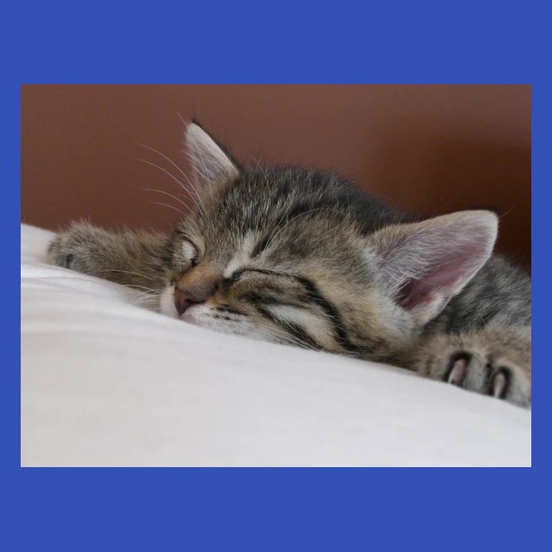 Schafende Katze - sleeping kitty