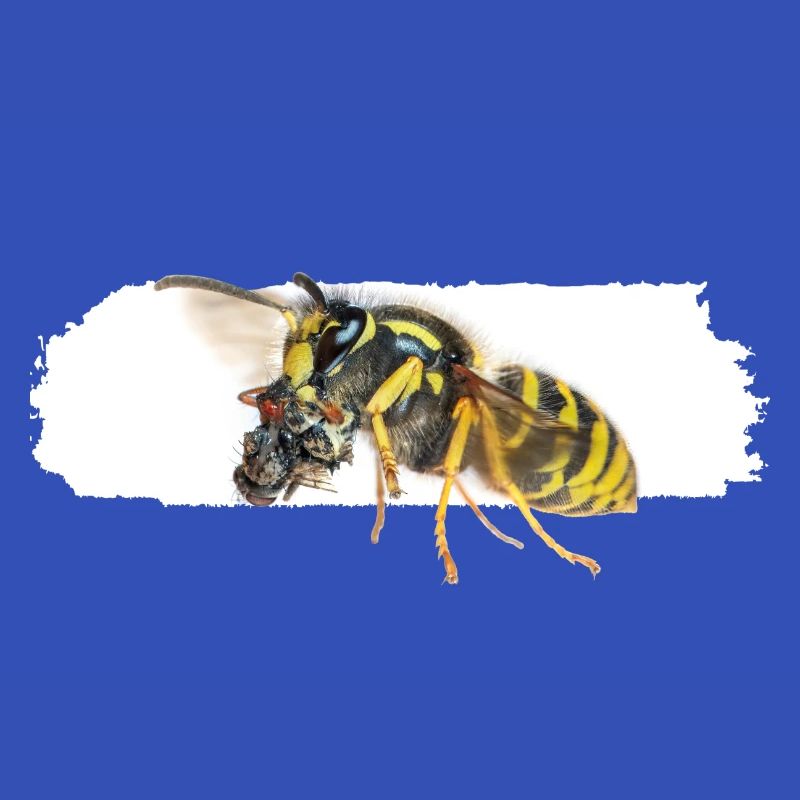 Wasp during transport