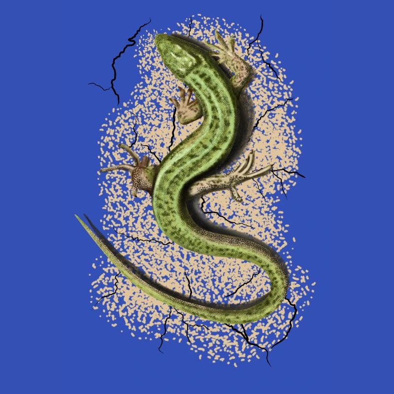 Lizard