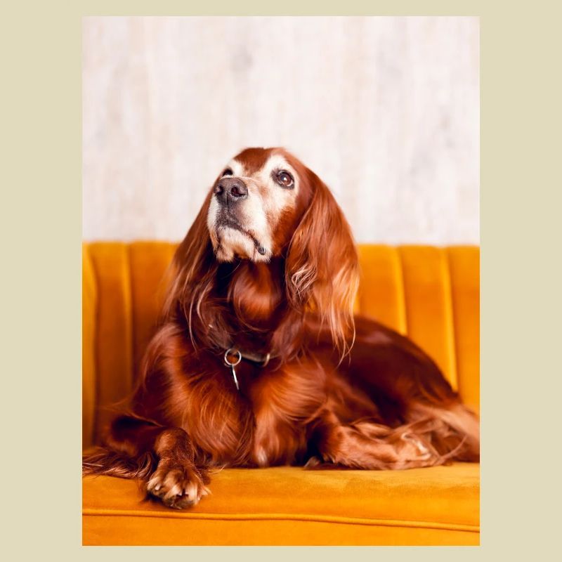 Irish Setter