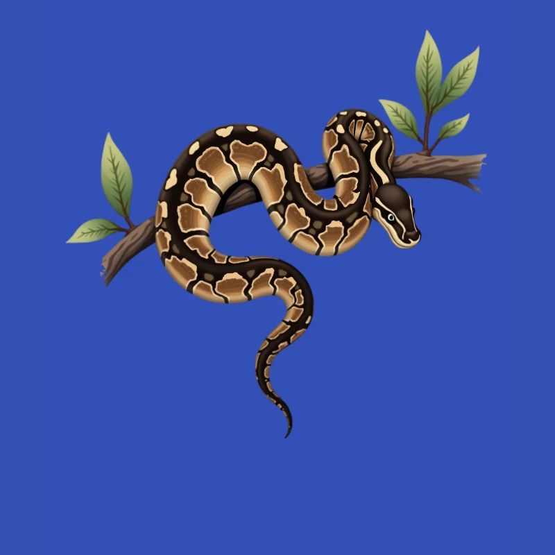 King Python Snakes Lover Terrarium Python