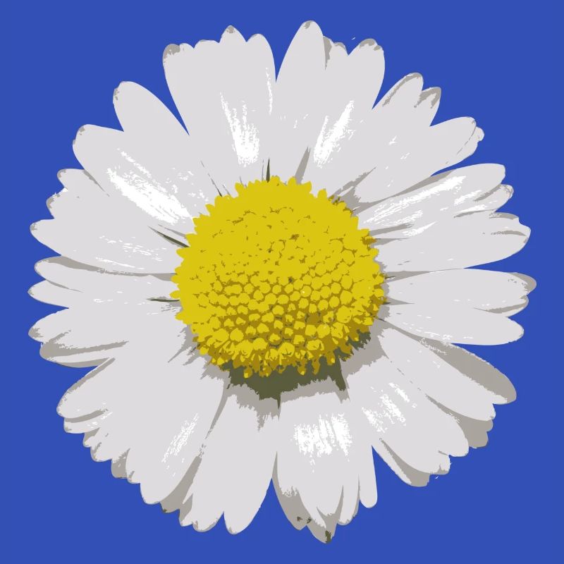 Gänseblümchen