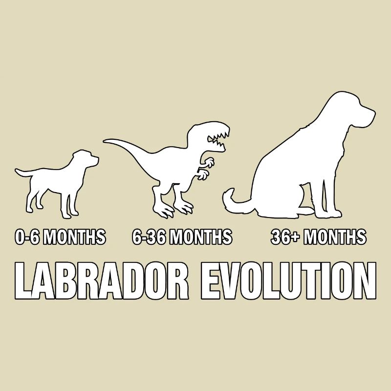 Évolution du Labrador