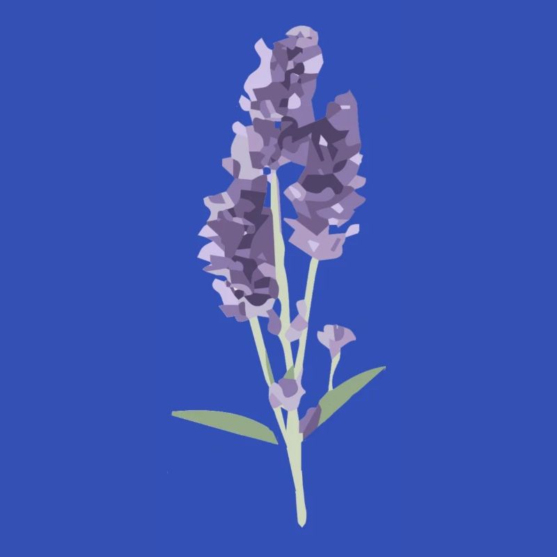 Lavendel