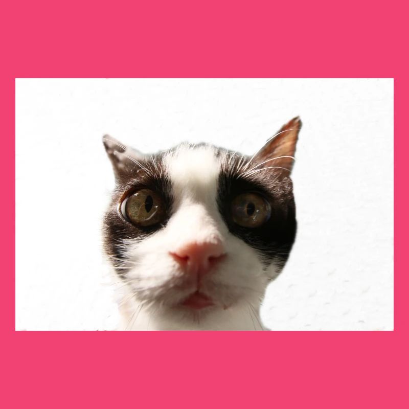 Katze