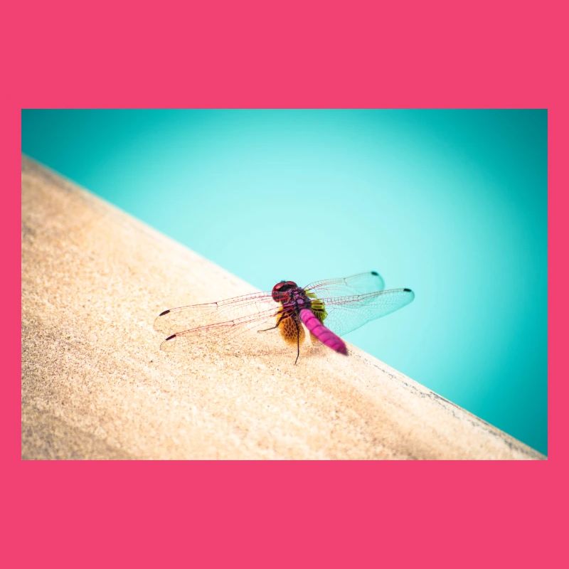 Dragon-Fly